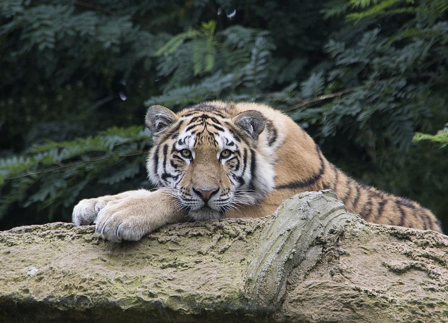 tiger, wilderness, predator, nature, wildcat, carnivores, animal HD wallpaper