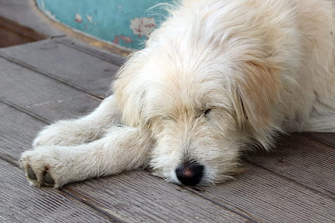 proverbs, dog, cute, sweet, break, waiting, tired, one animal HD wallpaper