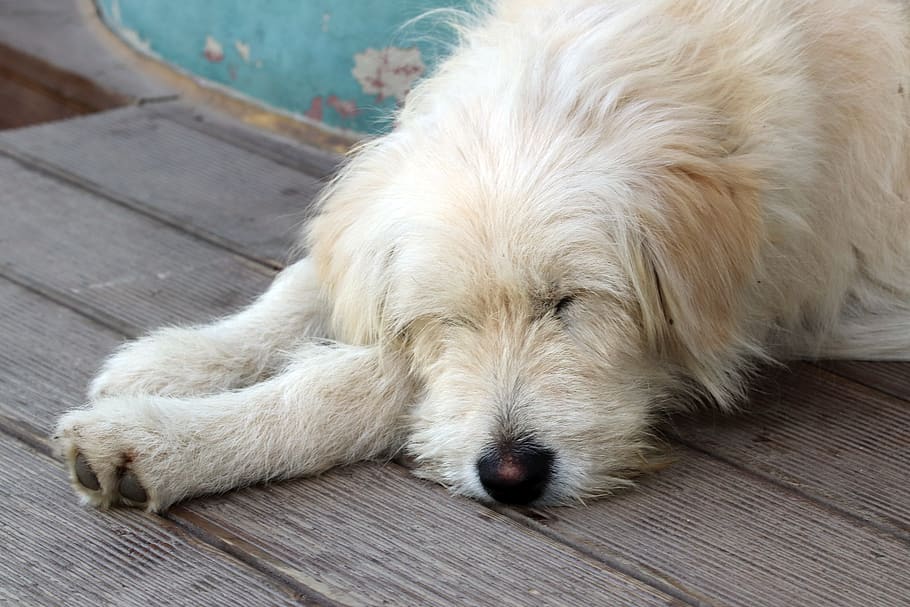 proverbs, dog, cute, sweet, break, waiting, tired, one animal HD wallpaper