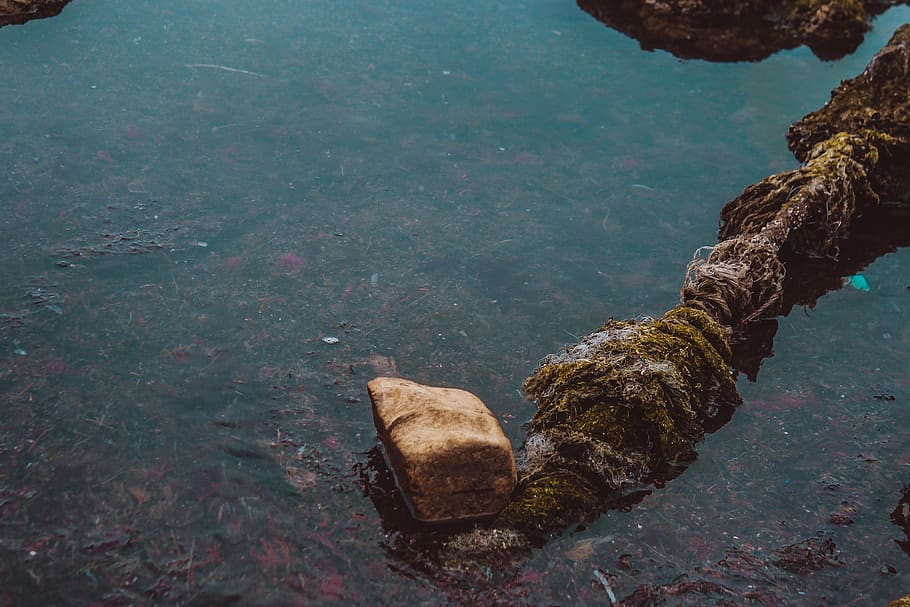 rock, plant, algae, promontory, nature, wood, outdoors, vegetation