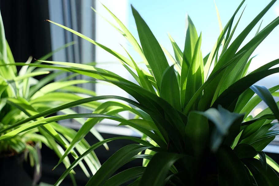 plants, indoor, window, green, growth, green color, leaf, plant part HD wallpaper