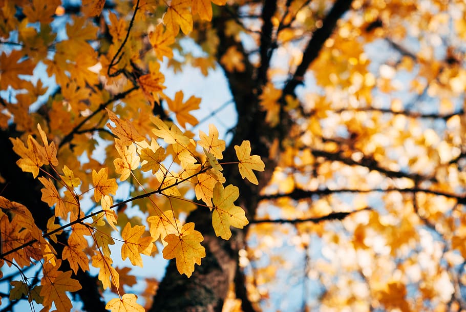 yellow tree during daytime, leaf, plant, maple, portugal, aveiro HD wallpaper