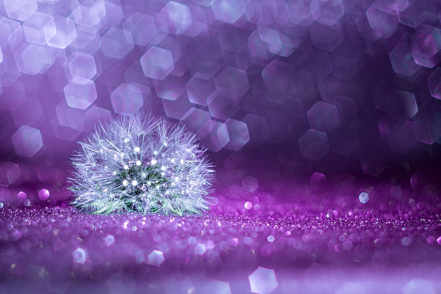 bokeh, tabletop, trioplan, dandelion, blur, fujifilmx, dof HD wallpaper