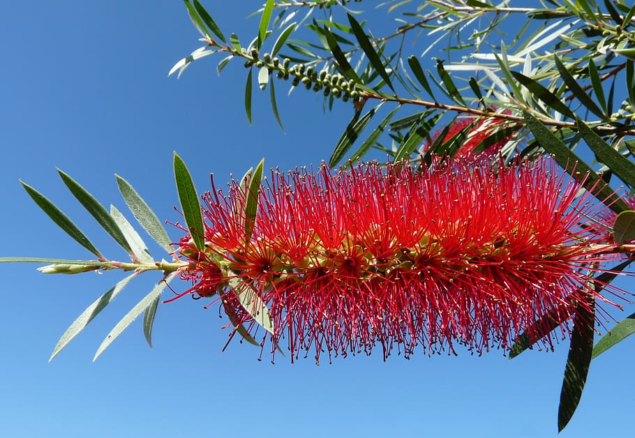 flower, native, bottlebrush, tree, garden, nature, sky, plant HD wallpaper