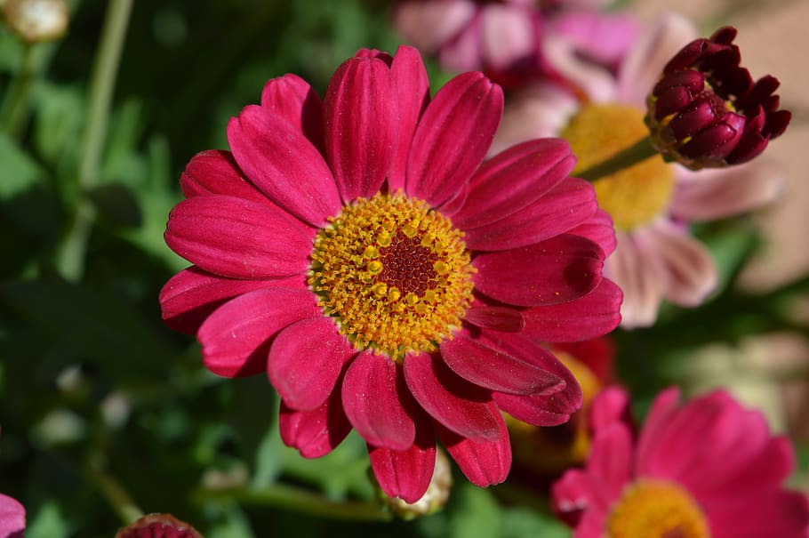 flower, spring, nature, petal, margaret, flowering plant, beauty in nature HD wallpaper
