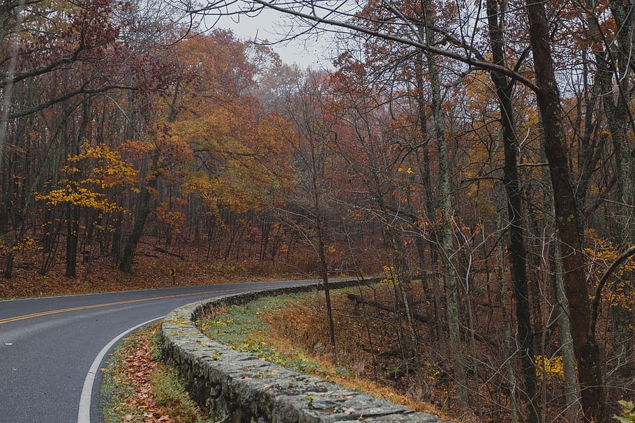 shenandoah national park, united states, fall, red, orange, HD wallpaper