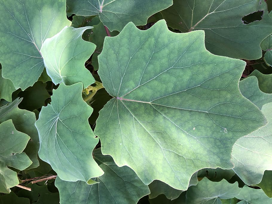 plant, leaf, veins, tree, royal botanic gardens, sydney, australia HD wallpaper