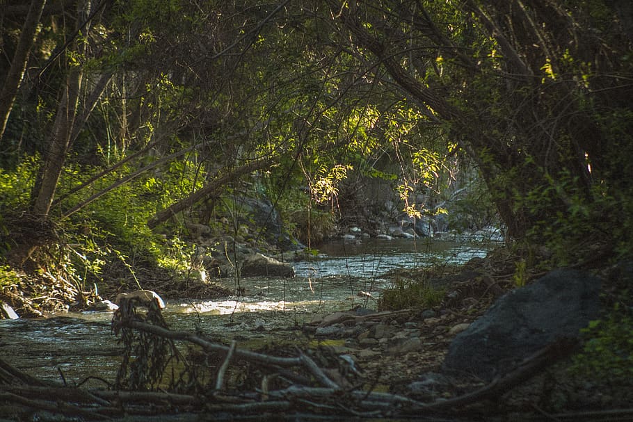 nature, greenery, forest, growth, landscape, environment, foliage HD wallpaper
