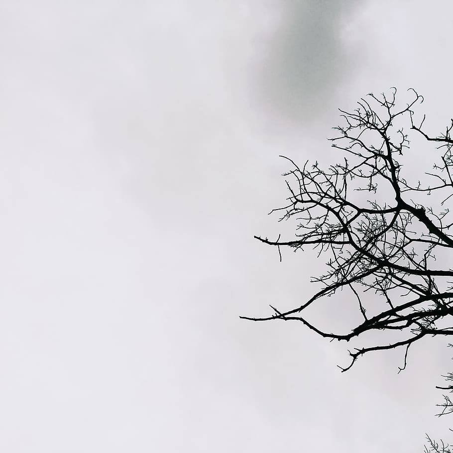 leafless tree, bird, flying, animal, silhouette, 4030 tambon rawai HD wallpaper