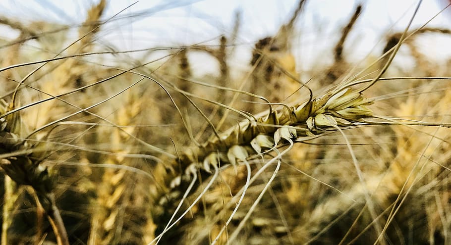 india, pubjab, corn field, plant, crop, agriculture, growth HD wallpaper