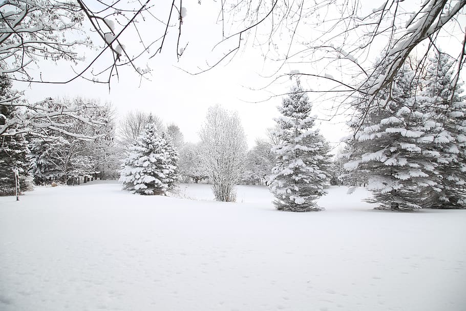 canada, uxbridge, snow, winter, cold temperature, tree, plant HD wallpaper