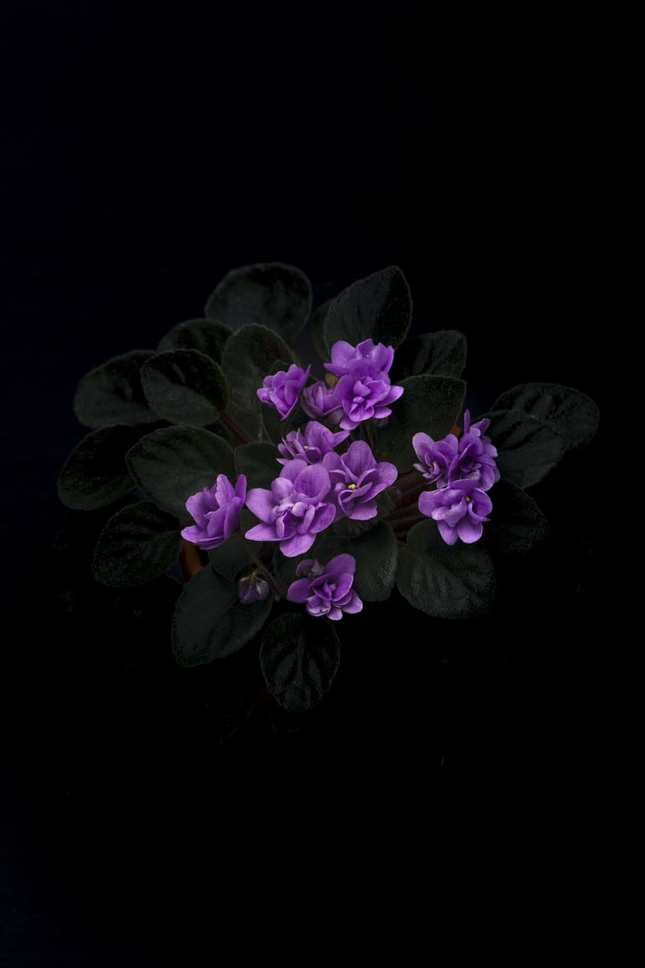 closeup photography of purple-petaled flower, wild, dark, nature HD wallpaper