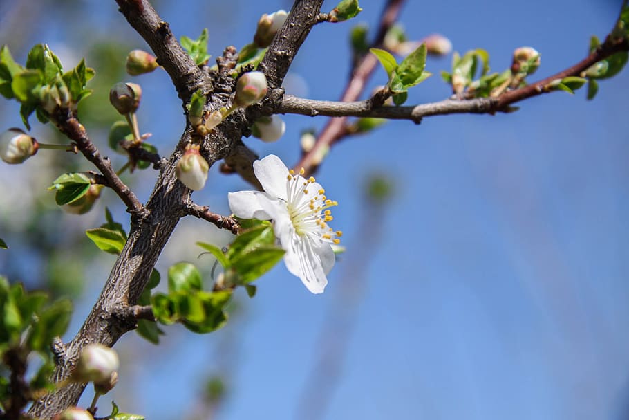 spring, flower, nature, botany, flowering, macro, color, close-up HD wallpaper