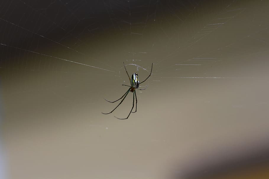 spider, web, cobweb, arachnophobia, legs, bug, invertebrate HD wallpaper
