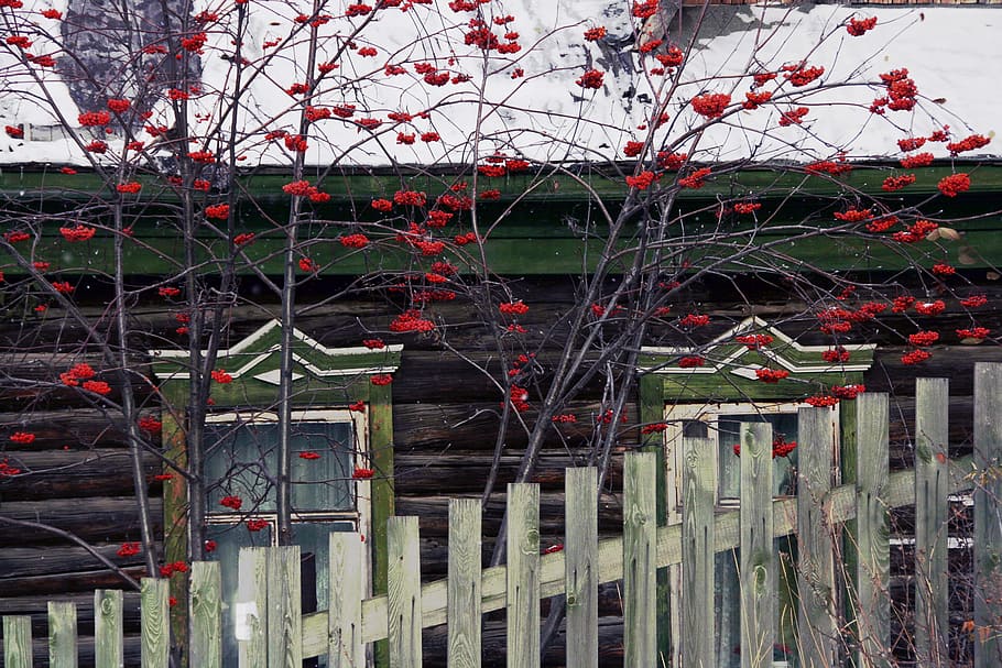 aged, cottage, countryside, fence, front, home, house, old HD wallpaper