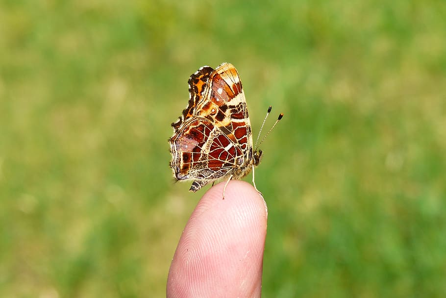 HD wallpaper: brown and beige butterfly on person's finger, insect, animal - Wallpaper Flare