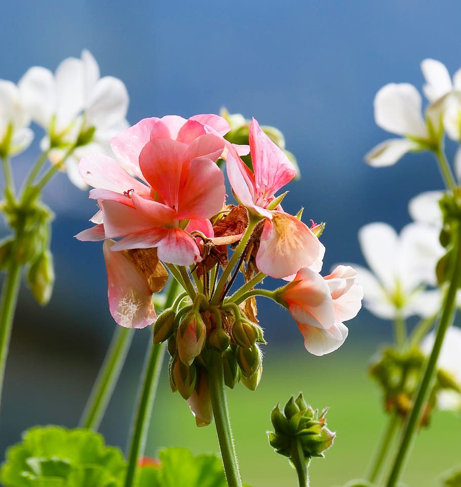 nature, flowers, geranium, summer, flower garden, blossom, bloom HD wallpaper