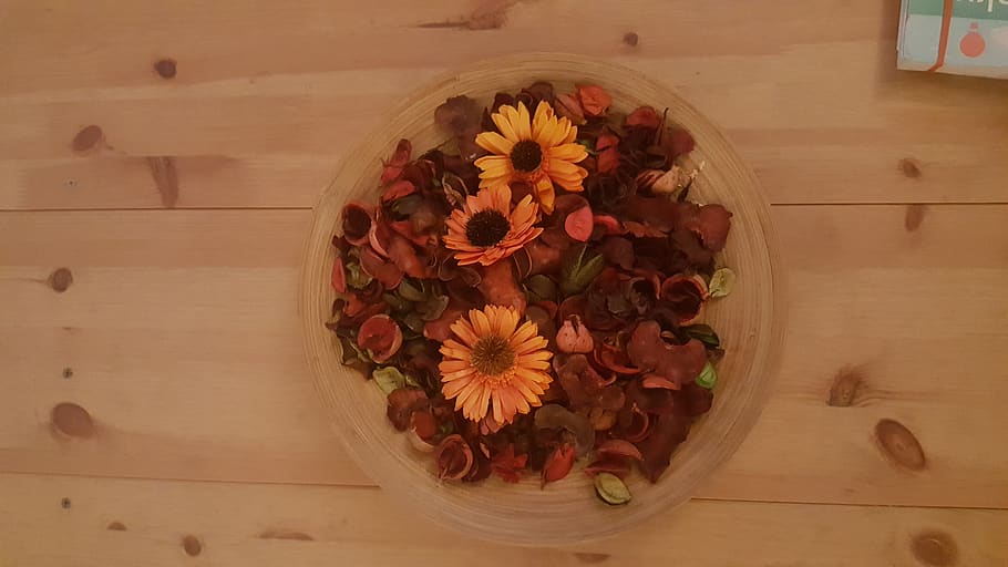 flower, plate, warm, dark, yellow, pot, rose, roses, plant HD wallpaper
