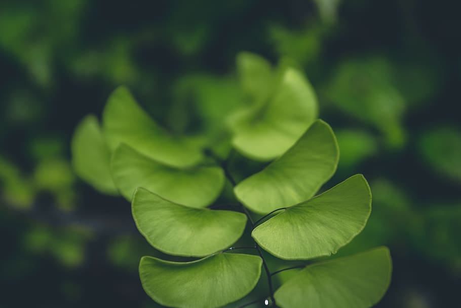 india, kerala, plant, beauty in nature, leaf, plant part, close-up HD wallpaper