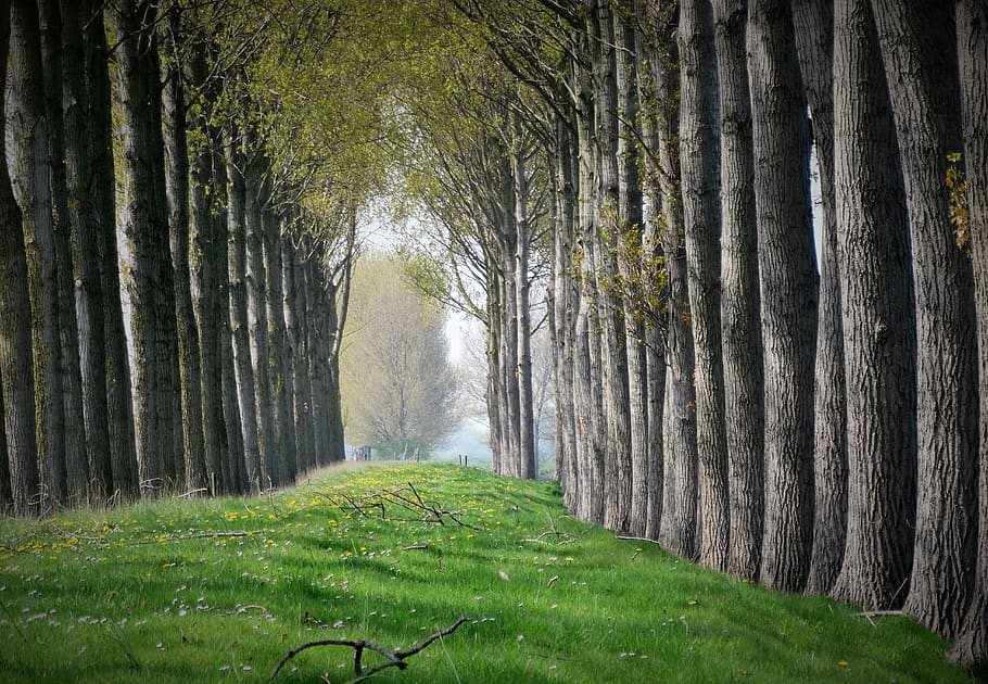 trees, nature, row, forest path, landscape, plant, tree trunk HD wallpaper