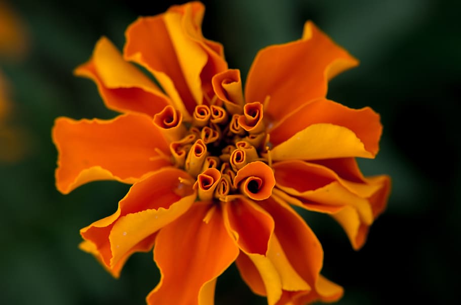 plant, flower, flowering plant, freshness, close-up, fragility HD wallpaper