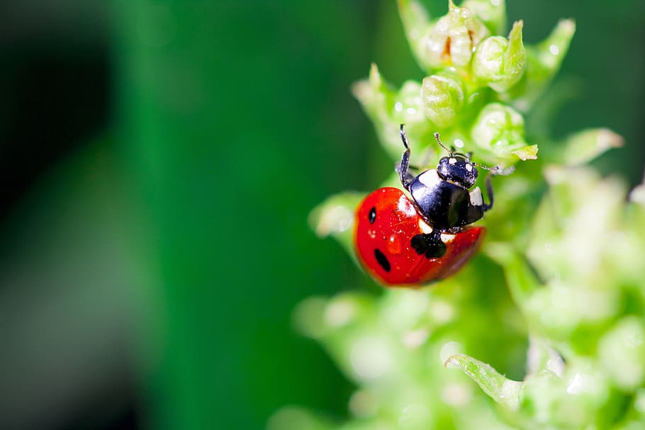 ladybug, spring, grass, insect, nature, red, green, macro, beetle HD wallpaper