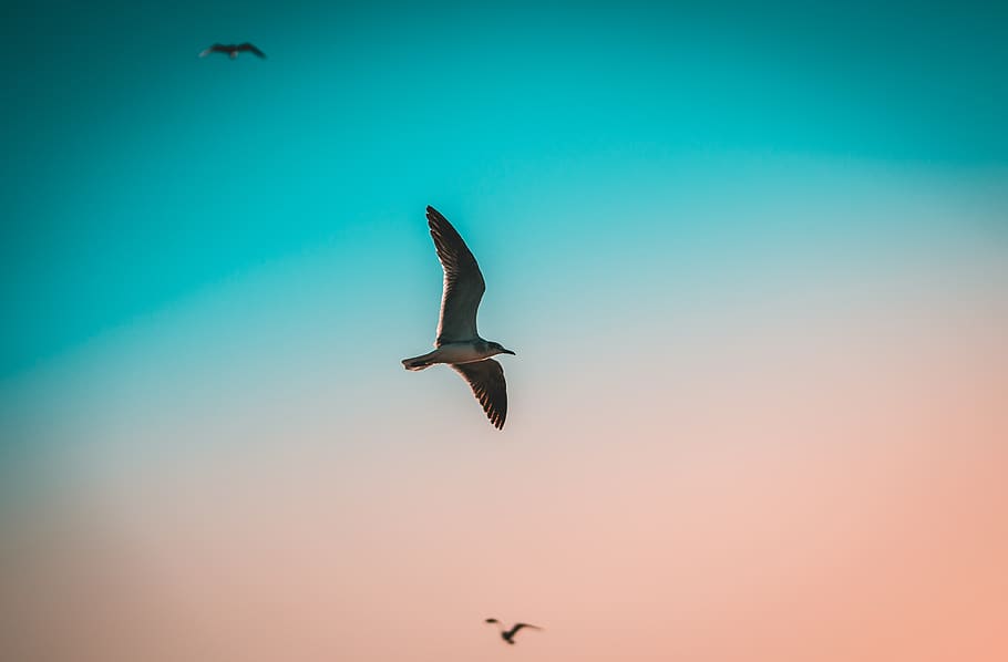 gray bird on air, booby, animal, seagull, united states, fort myers HD wallpaper