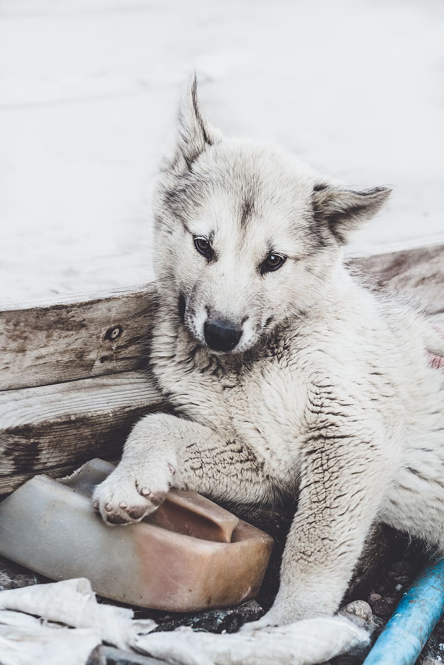 wolf lying on wood, one animal, mammal, dog, canine, pets, domestic HD wallpaper