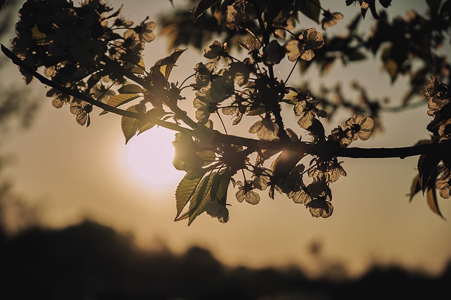 sun, evening, sky, landscape, dusk, sea, nature, abendstimmung HD wallpaper