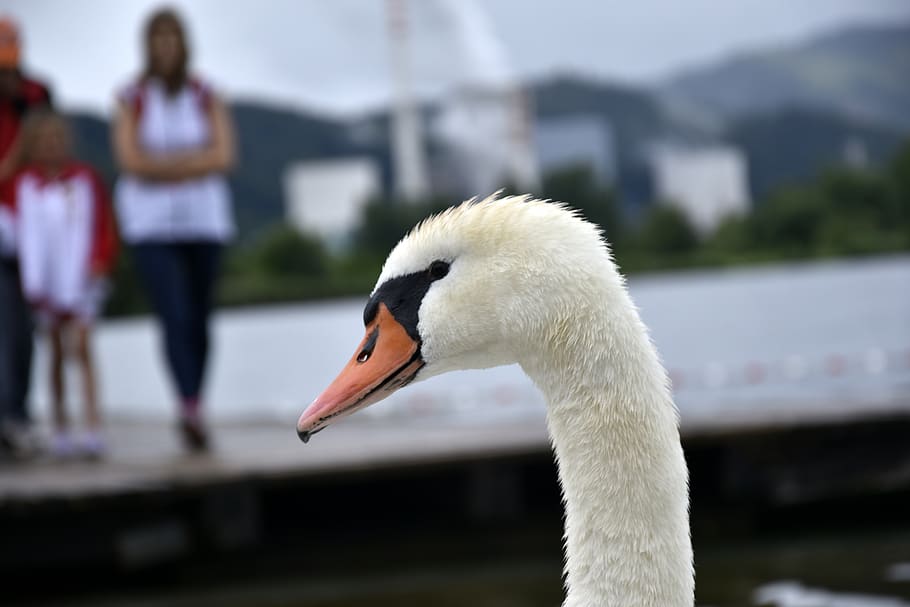 swan, bird, animal, animal themes, animals in the wild, focus on foreground HD wallpaper