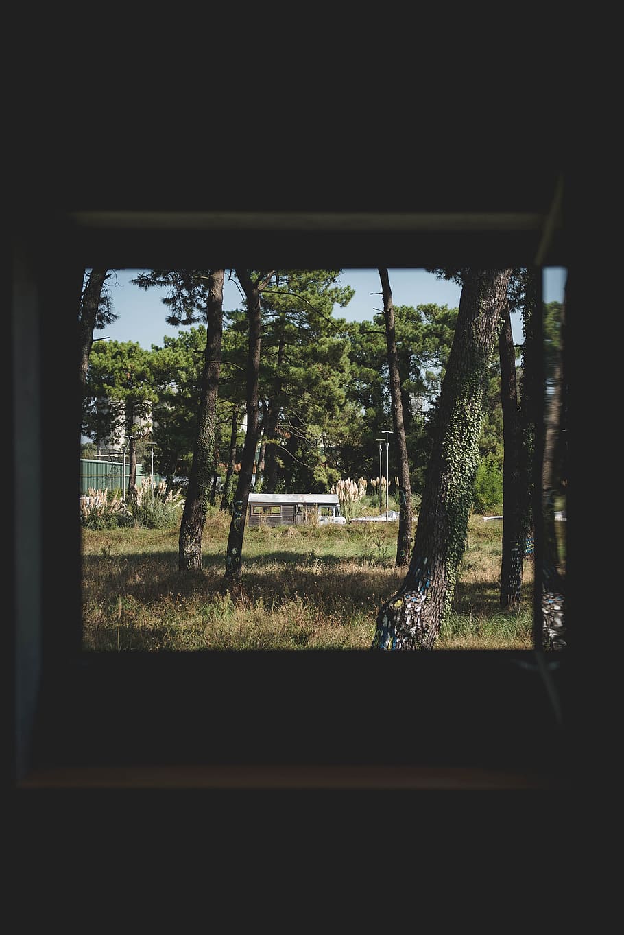 forest, field, tree, window, view, green, creative, industrial HD wallpaper
