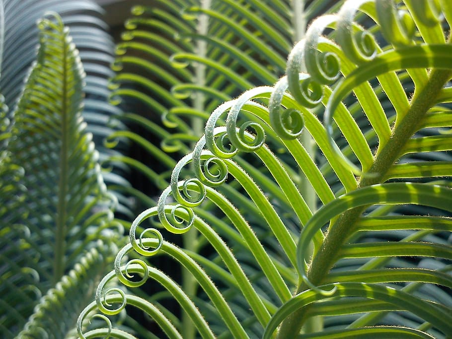 Green Curly Plant, close-up, macro, nature, growth, green color HD wallpaper