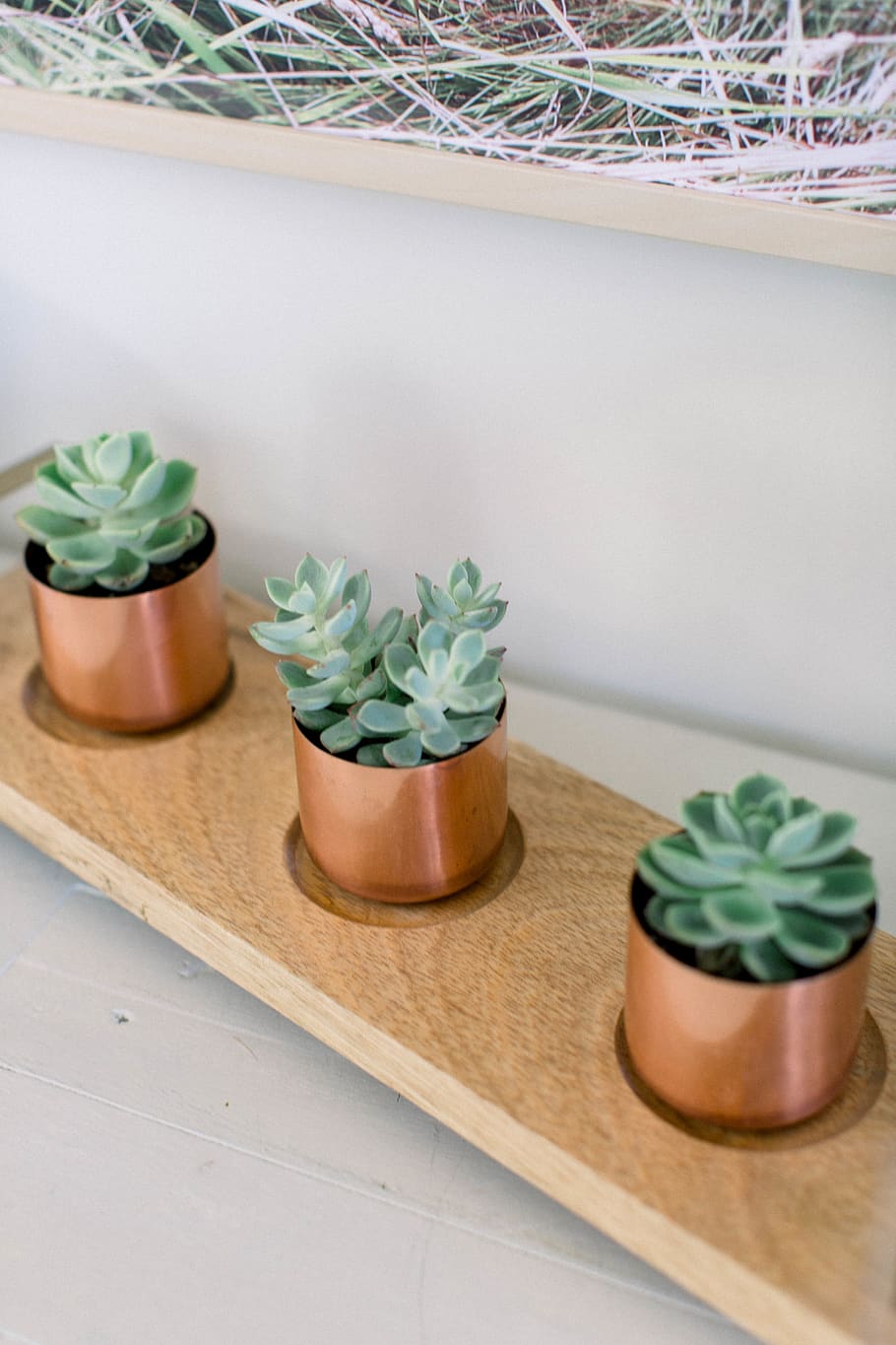 three succulent plants, tabletop, furniture, art, paper, wood HD wallpaper