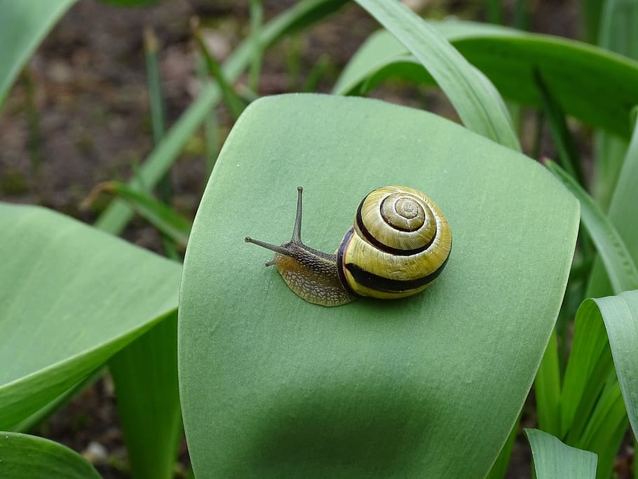 snail, shellfish, garden snail, view, casing, mollusk, gastropoda HD wallpaper
