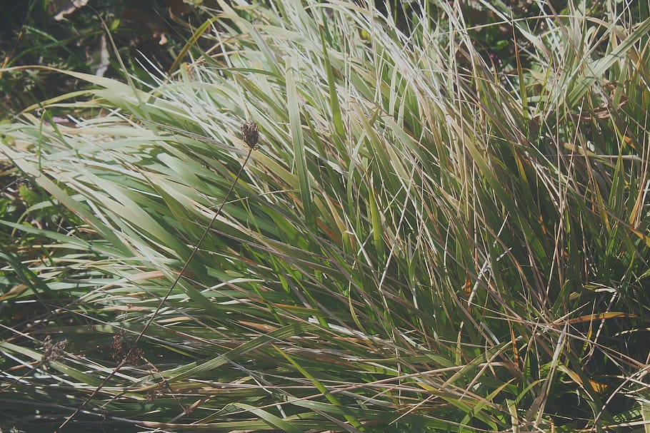 growth, plant, green color, nature, grass, beauty in nature HD wallpaper