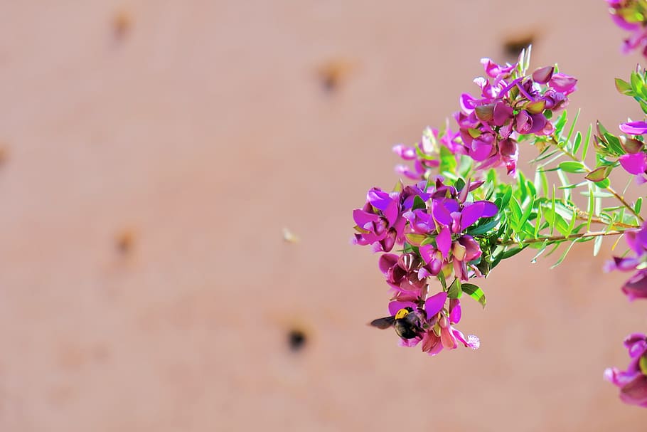 Focus Photography of Pink Petaled Flowers, beautiful, bee, bloom HD wallpaper