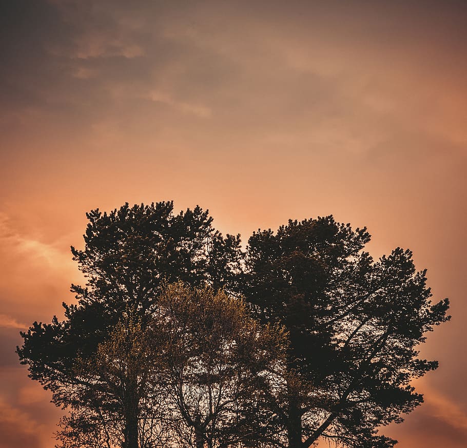 trees, sky, plant, sunset, beauty in nature, tranquility, silhouette HD wallpaper