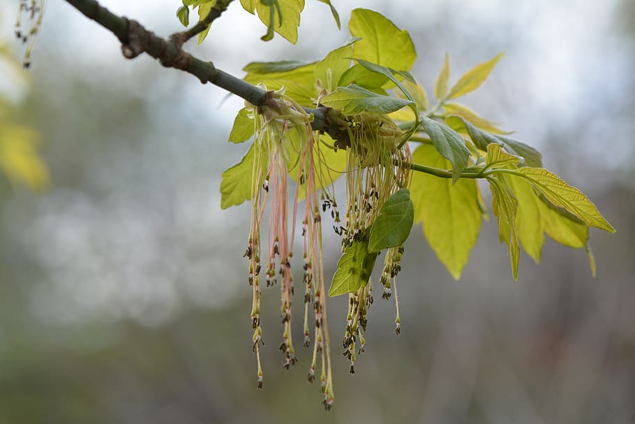 spring, maple, tree, green, leaves, plant, beauty in nature HD wallpaper