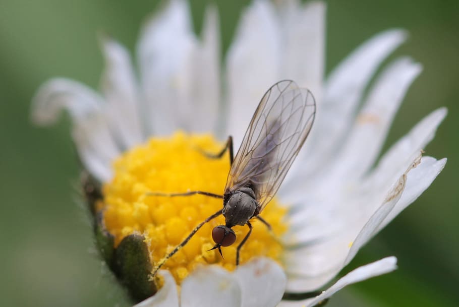 fly, insect, animal, wild, nature, fresh, flower, garden, fragrance HD wallpaper