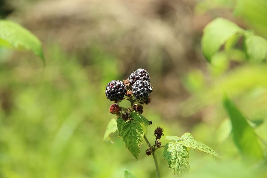 raspberry, black raspberry, plant, bush, fruit, harvest, food HD wallpaper