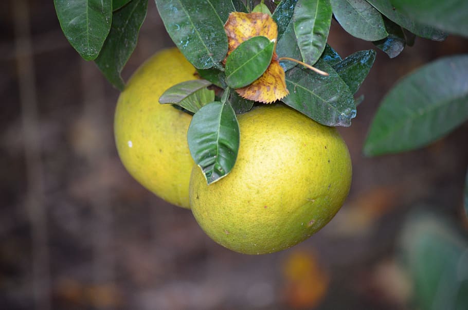 nature, fruit, tree, leaves, healthy eating, leaf, food, plant part HD wallpaper