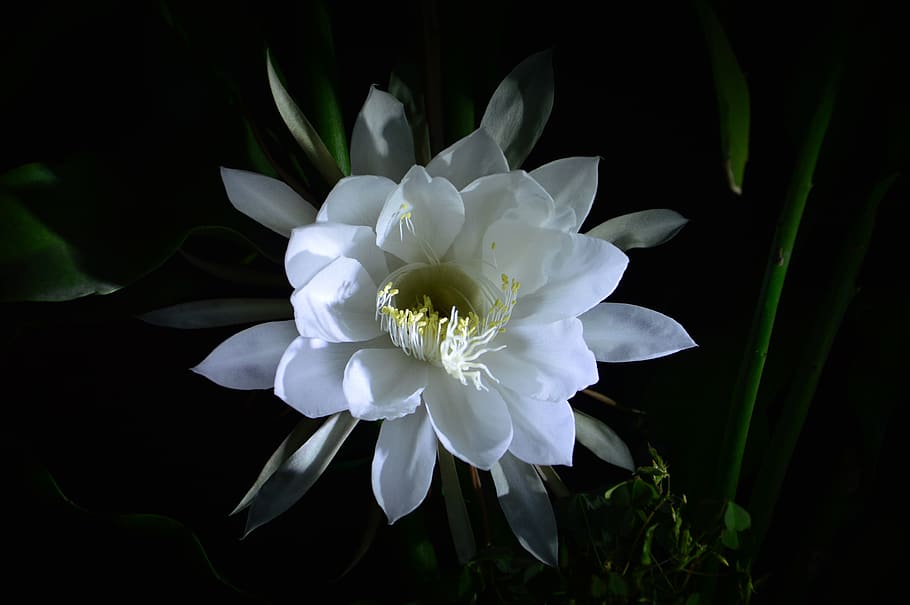 epiphyllum, bloom, beautiful, flower, flowering plant, fragility HD wallpaper