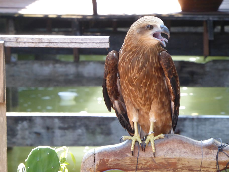 thailand, krabi, eagle, bird, animal, animal themes, vertebrate HD wallpaper