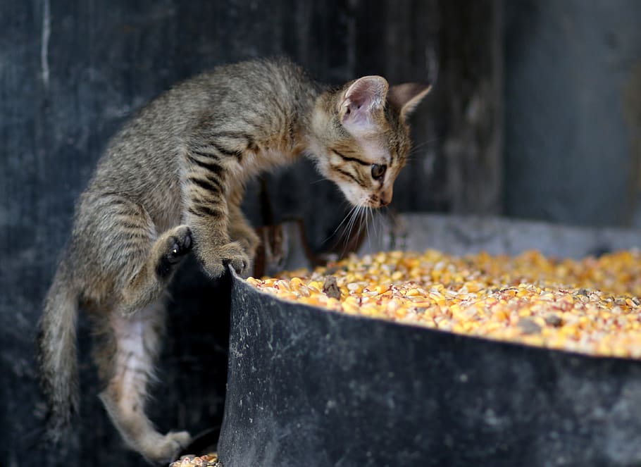 cat, small, animals, play, curiosity, mammal, one animal, food HD wallpaper