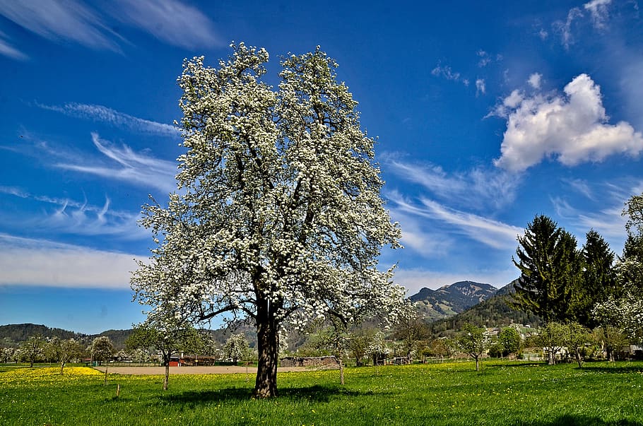 spring, tree, petals, bloom, landscape, nature, plant, sky HD wallpaper