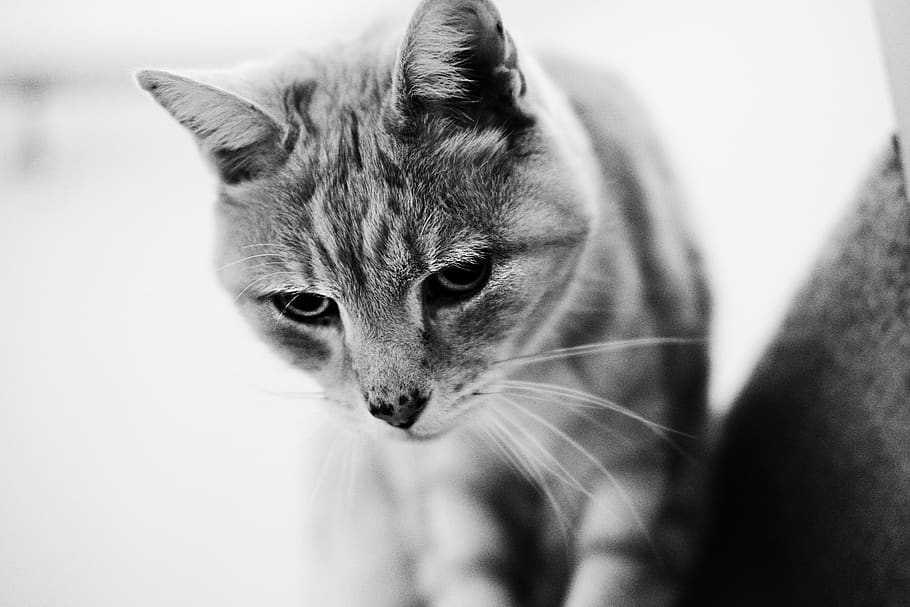 australia, broadmeadows, cat, ginger, old cat, bokeh, pets HD wallpaper