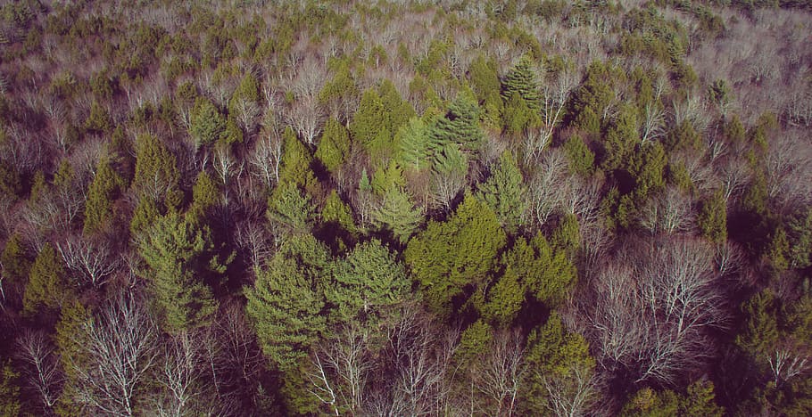 trees, forest, drone, dji, plant, growth, no people, land, tranquility HD wallpaper