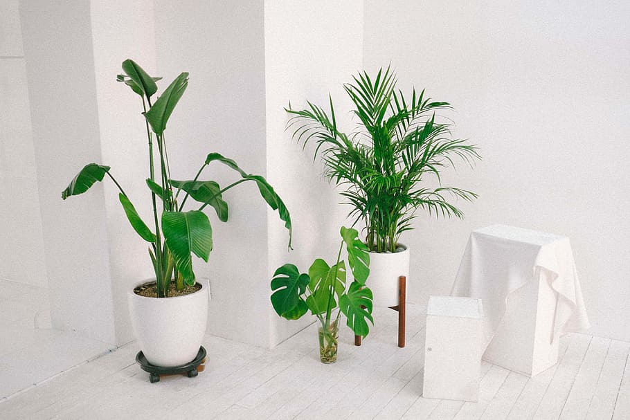 three green-leafed plants beside wall, potted plant, growth, nature HD wallpaper