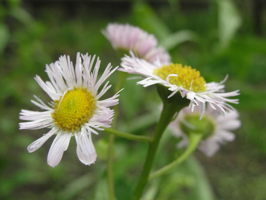 spring, flowers, white, yellow, daisies, flowering plant, fragility HD wallpaper