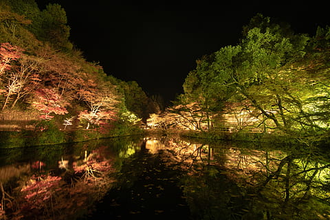用作公園, ライトアップ, tree, water, reflection, lake HD wallpaper